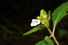 Yeatesia viridiflora