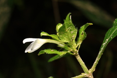 Yeatesia viridiflora