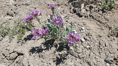 Phoenicaulis cheiranthoides