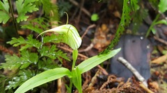 Pterostylis australis