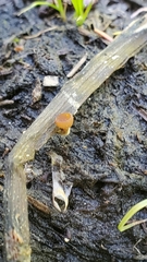 Sclerotinia veratri