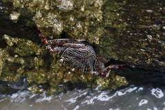 Grapsus tenuicrustatus