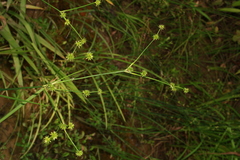 Juncus validus