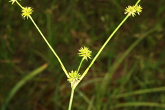 Juncus validus