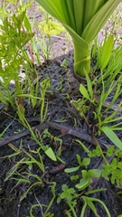 Sclerotinia veratri