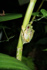 Duellmanohyla salvavida