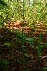 Malaxis brachyrrhynchos