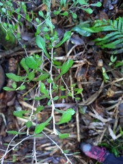 Corokia cotoneaster