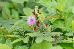 Mimosa pudica