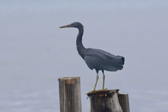 Egretta sacra