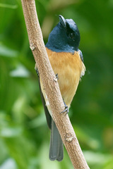 Myiagra vanikorensis