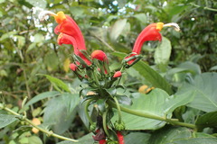 Centropogon granulosus