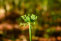 Malaxis brachyrrhynchos