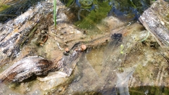 Sclerotinia veratri