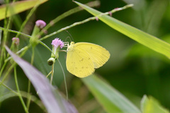 Eurema hecabe