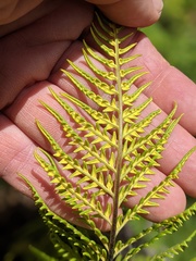 Pityrogramma austroamericana