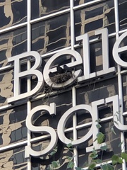 Corvus brachyrhynchos