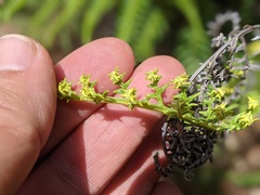 Pityrogramma austroamericana