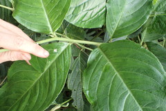 Centropogon granulosus