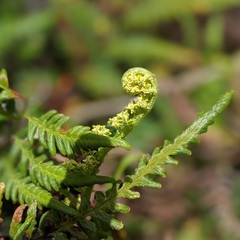 Pityrogramma austroamericana