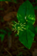 Malaxis brachyrrhynchos