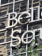 Corvus brachyrhynchos