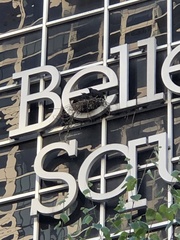 Corvus brachyrhynchos