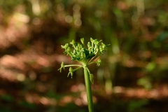 Malaxis brachyrrhynchos