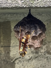 Polistes jokahamae