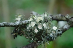Usnea