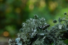 Usnea