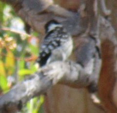 Dryobates nuttallii