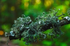 Usnea