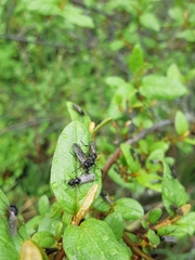 Bibio xanthopus