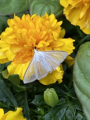 Palpita vitrealis