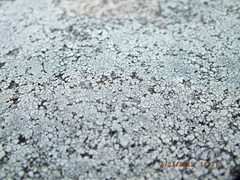 Lecanora oreinoides