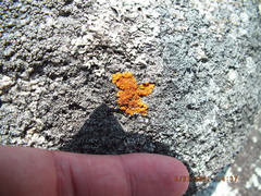 Caloplaca cinnabarina