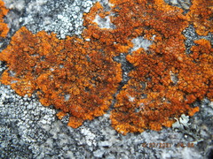 Caloplaca cinnabarina