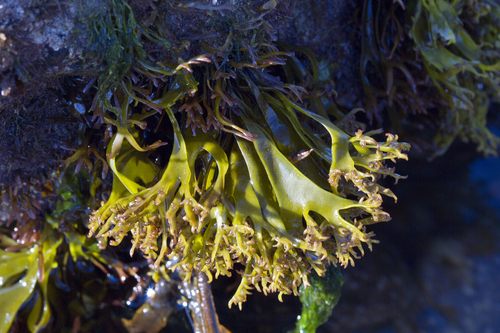 Irish Moss