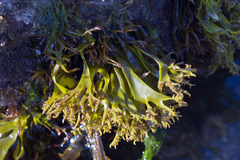Chondrus crispus