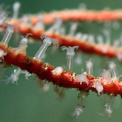 Leptogorgia chilensis