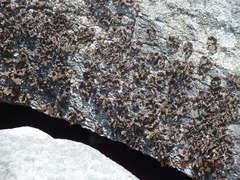 Lasallia pensylvanica