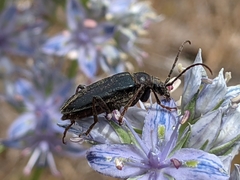 Brachysomida californica