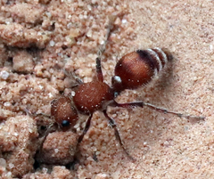 Dasymutilla scaevola