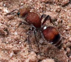 Dasymutilla scaevola