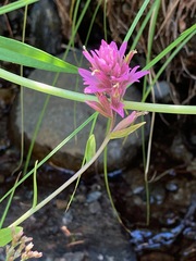 Castilleja elata