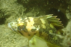 Sebastes chrysomelas