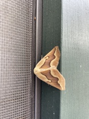 Sabulodes edwardsata