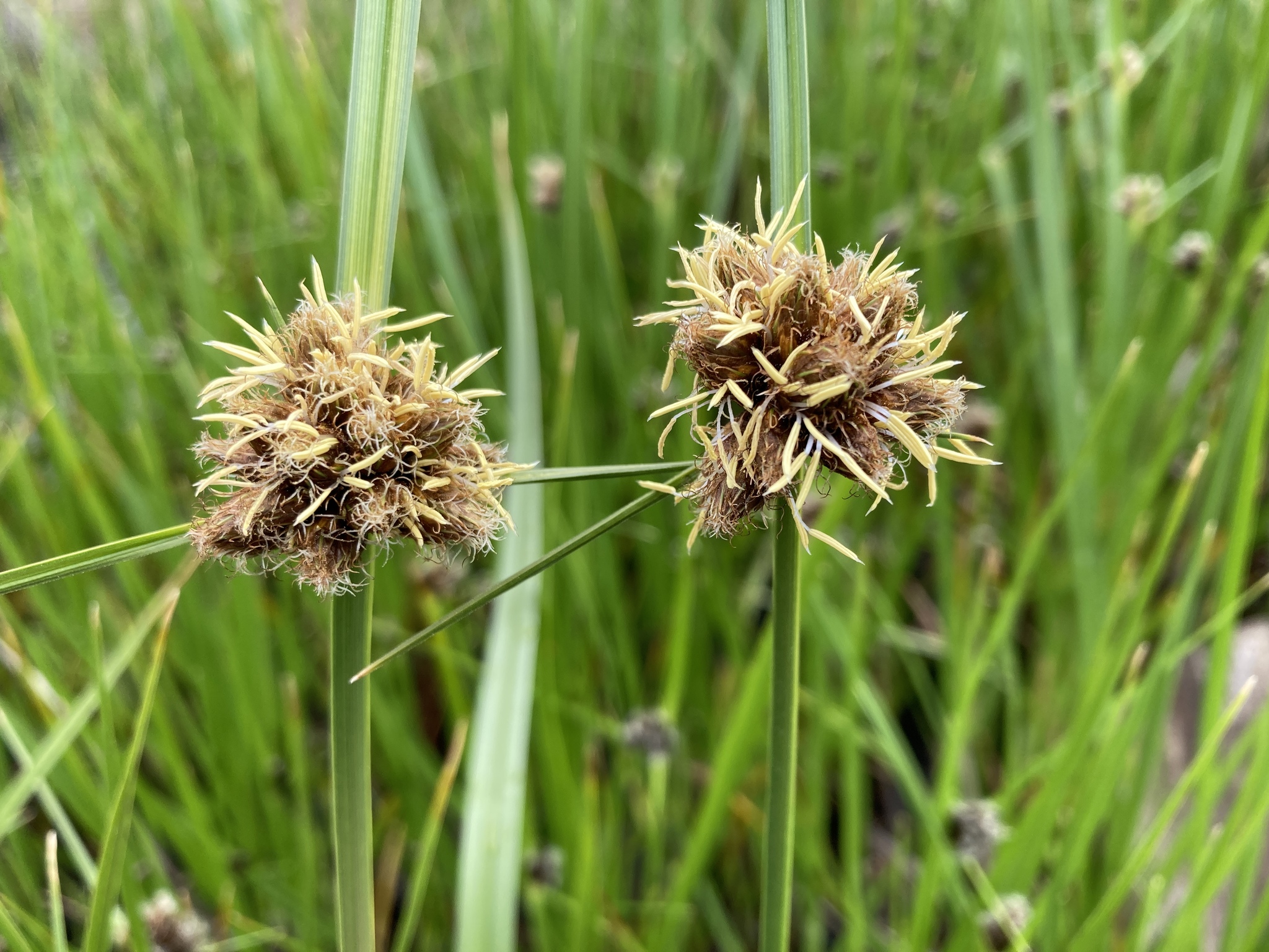 Bolboschoenus maritimus ssp. paludosus