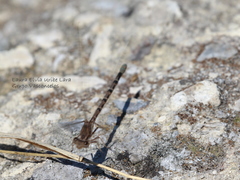 Argia immunda